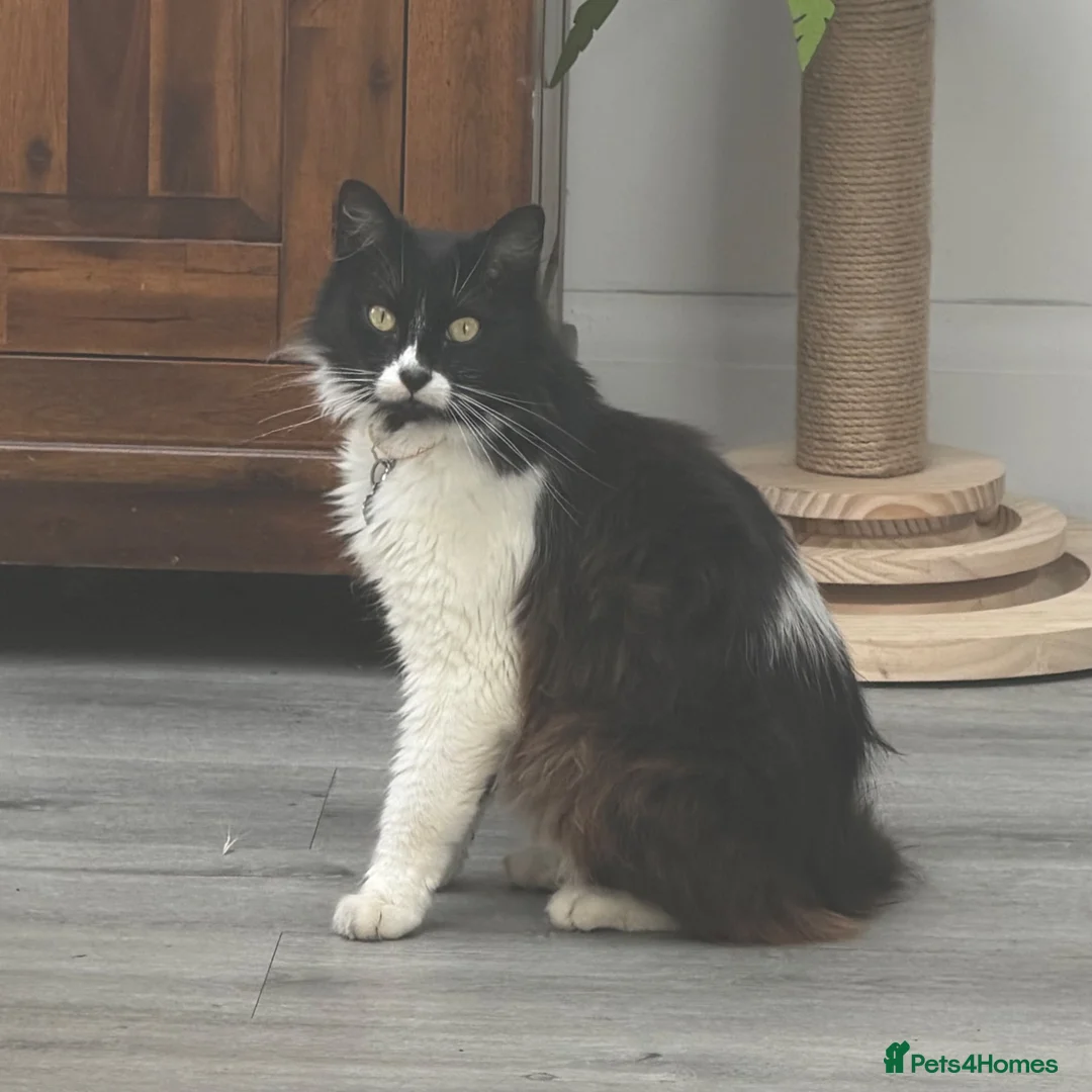Mixed Breed cats for sale: Asta the Cat - Advert 1