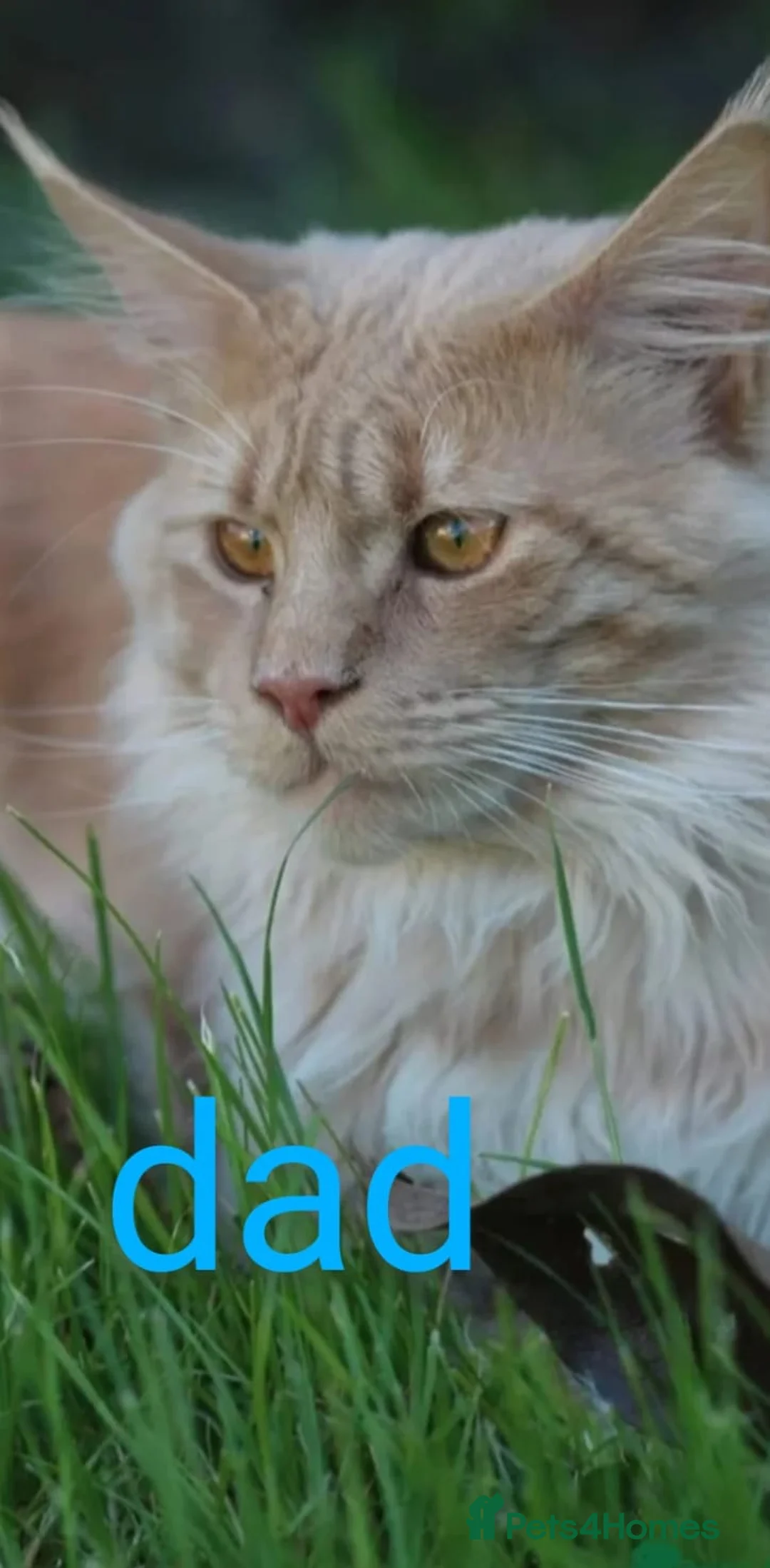 Maine Coon cats for sale: Gorgeous kittens for sale  - Advert 4