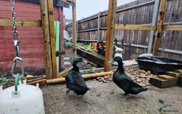 Ducks poultry for sale: Cayuga Ducks - Image 4