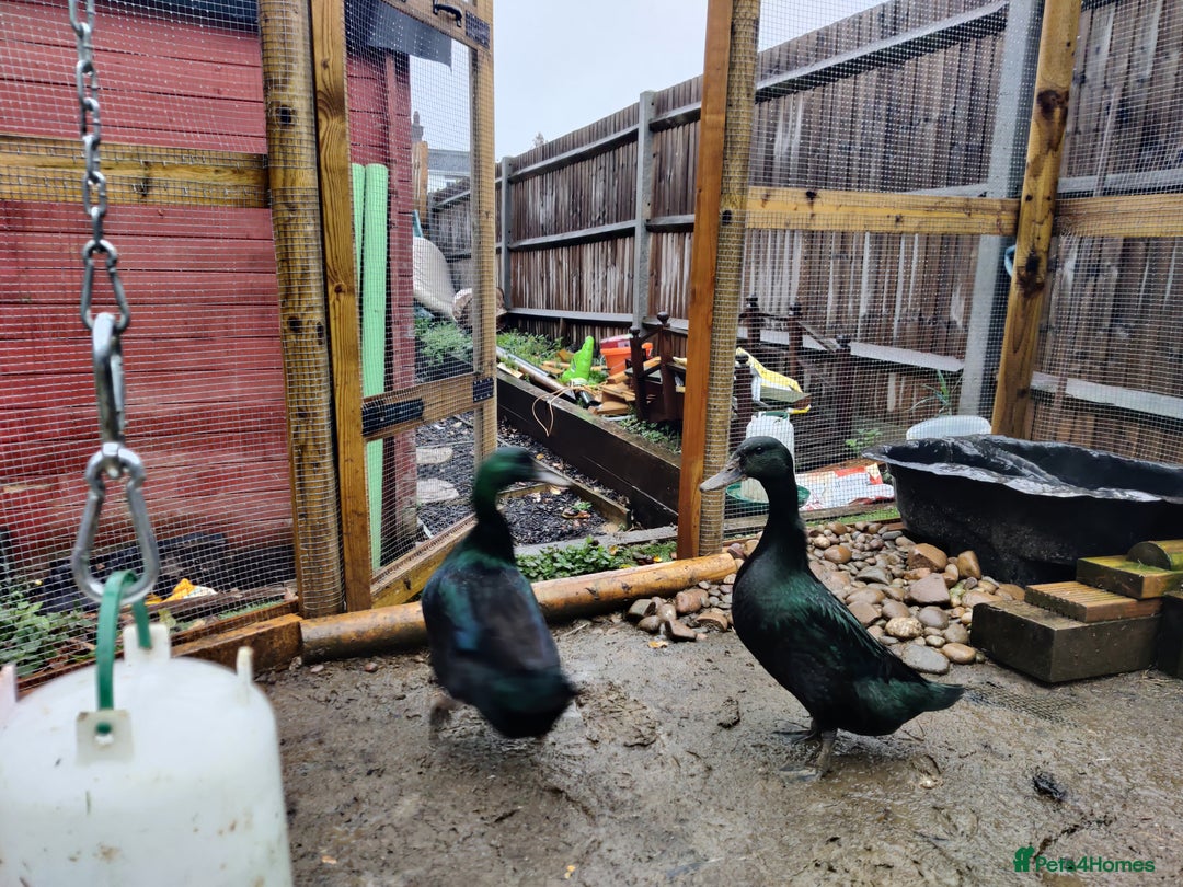 Ducks poultry for sale: Cayuga Ducks - Image 4