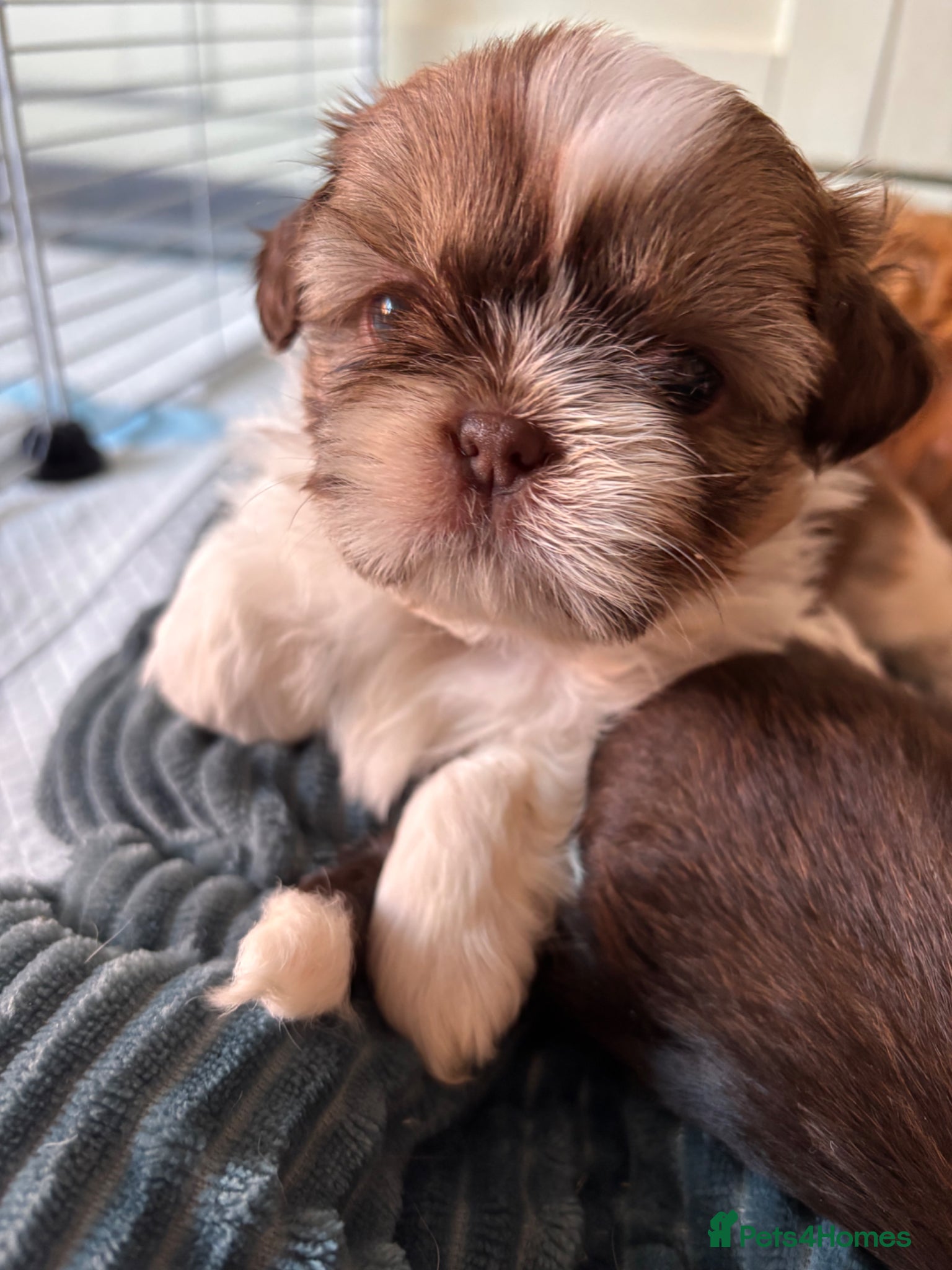 Shih Tzu dogs 3 gorgeous Imperial KarashishiShih Tzu puppies - Advert 1