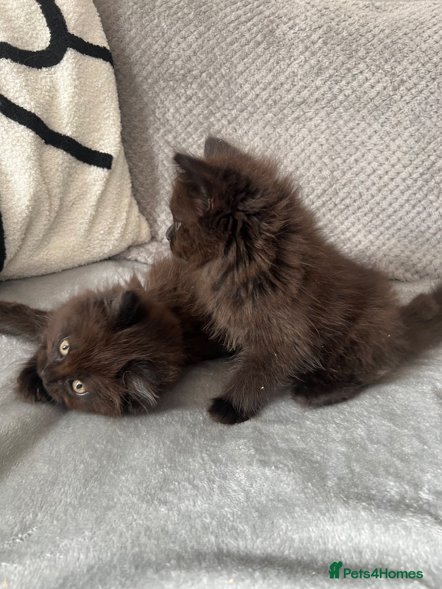 Maine Coon cats Maine Coon Kittens - Advert 1