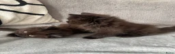 Maine Coon cats for sale: Maine Coon Kittens - Advert 1