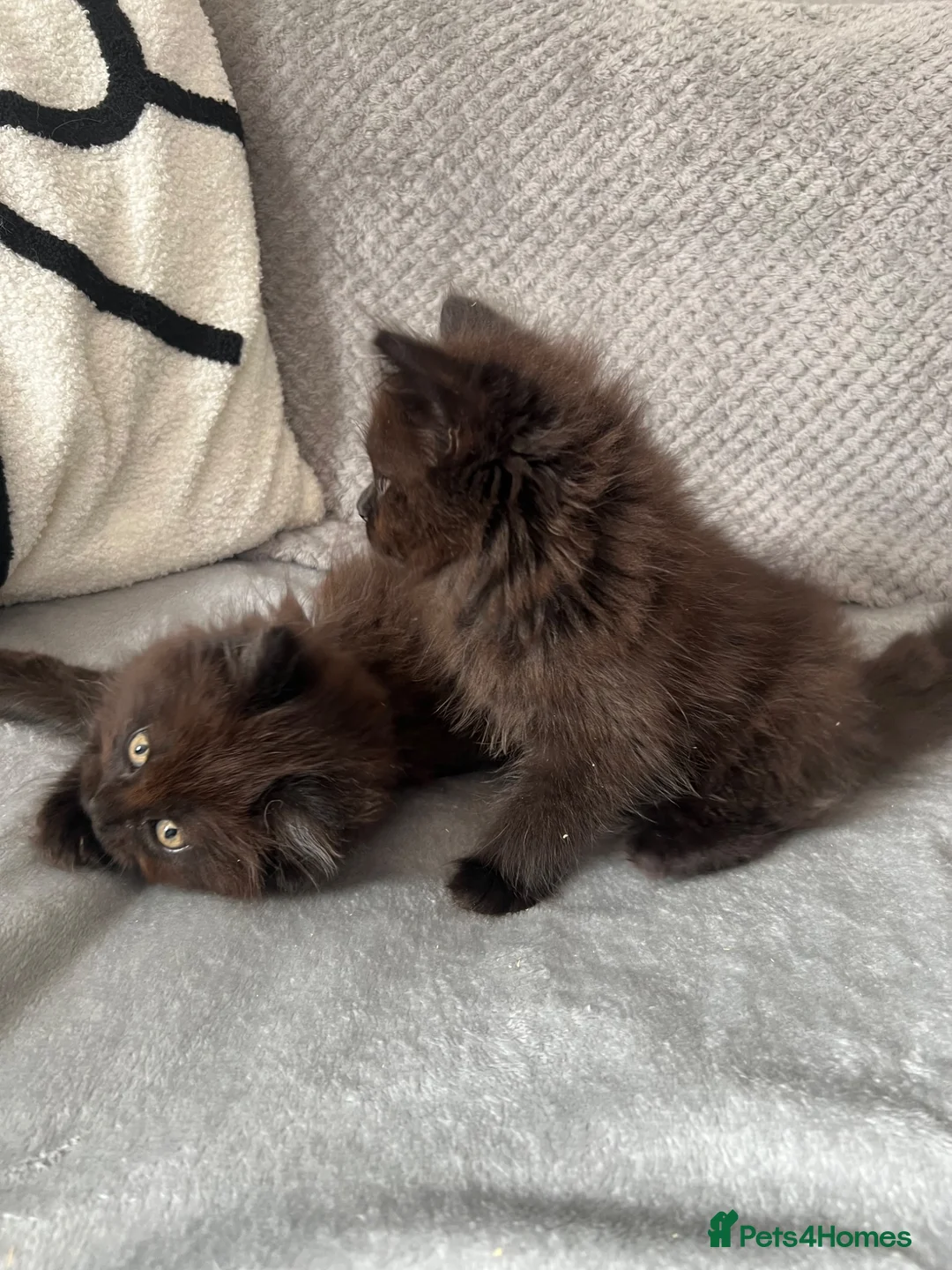 Maine Coon cats for sale: Maine Coon Kittens - Advert 1