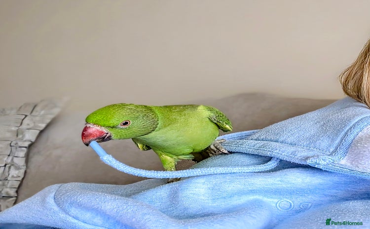 Ringnecks birds - Advert 1