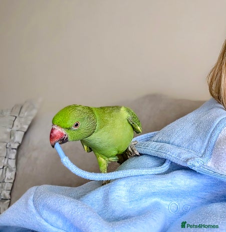 Ringnecks birds - Advert 2