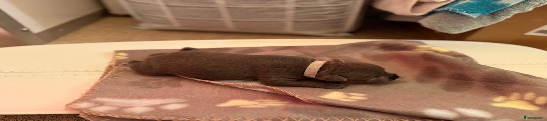 Staffordshire Bull Terrier Puppy 6