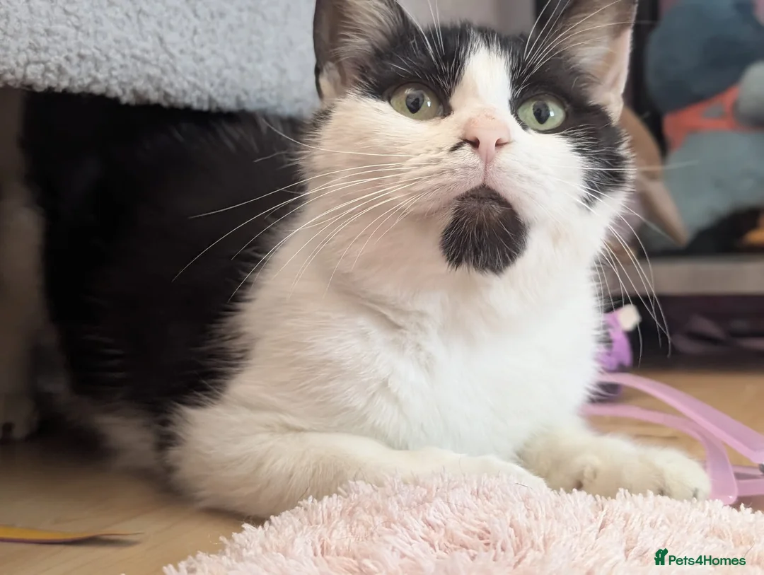 Mixed Breed cats for sale: Rescue cat  - Advert 2