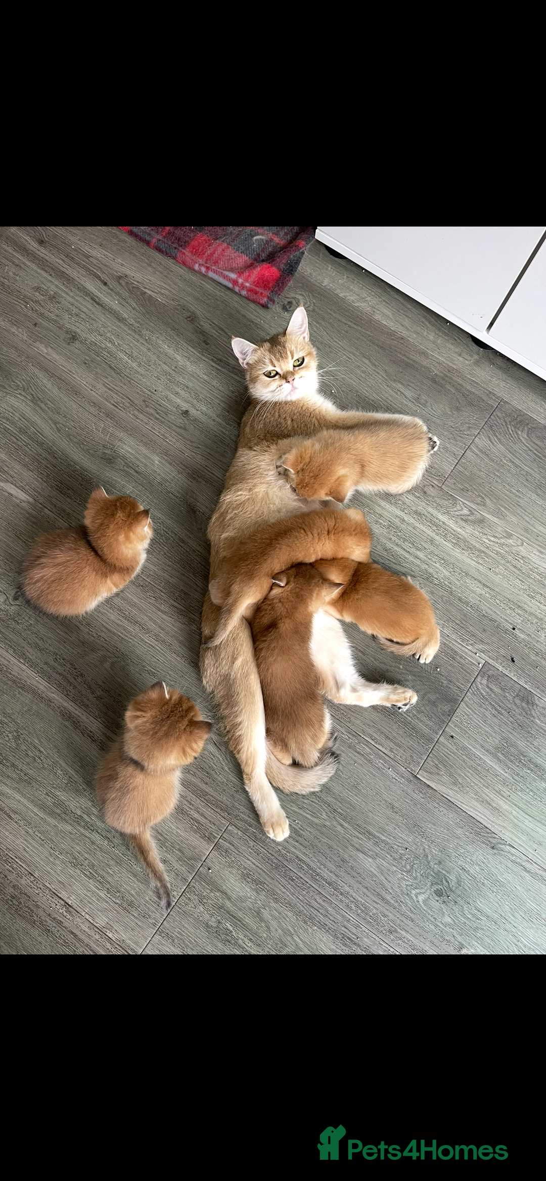 Scottish Fold cats for sale: LUXURY GOLDEN CHINCHILLA SCOTTISH FOLD KITTENS  - Image 13