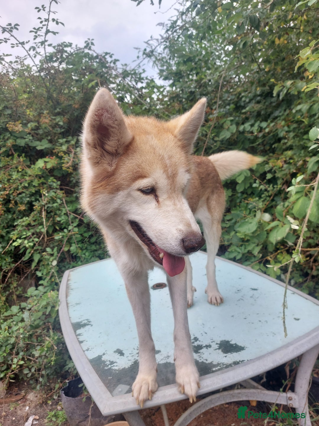 Mixed Breed dogs for sale: Husky Labrador cross puppies  - Image 5