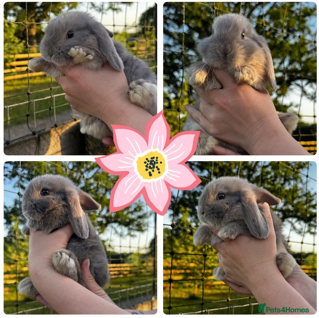 Mini Lop rabbits for sale: 🩷🩵 Lilac Tort and harlequin mini lops 🩵🩷 - Advert 1