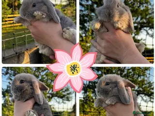 Mini Lop rabbits for sale: 🩷🩵 Lilac Tort and harlequin mini lops 🩵🩷 - Advert 1