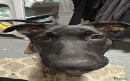 Belgian Shepherd Dog dogs for sale: Shadow a 6 months old Belgian shepherd  - Image 2