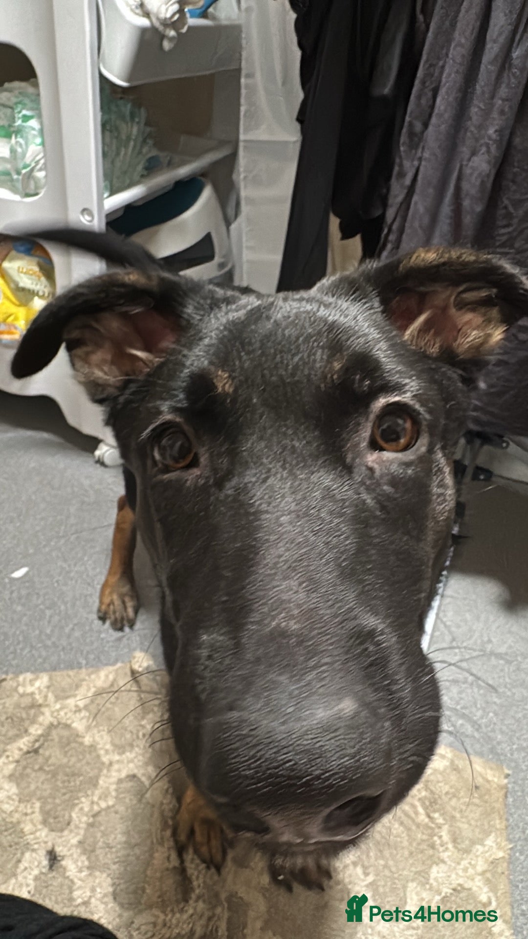Belgian Shepherd Dog dogs for sale: Shadow a 6 months old Belgian shepherd  - Image 2