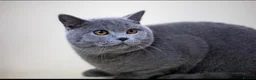 British Shorthair cats for sale: GGCF blue british shorthair kittens - Advert 8