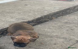 English Bulldog dogs for sale: Old British bull puppies - Image 7