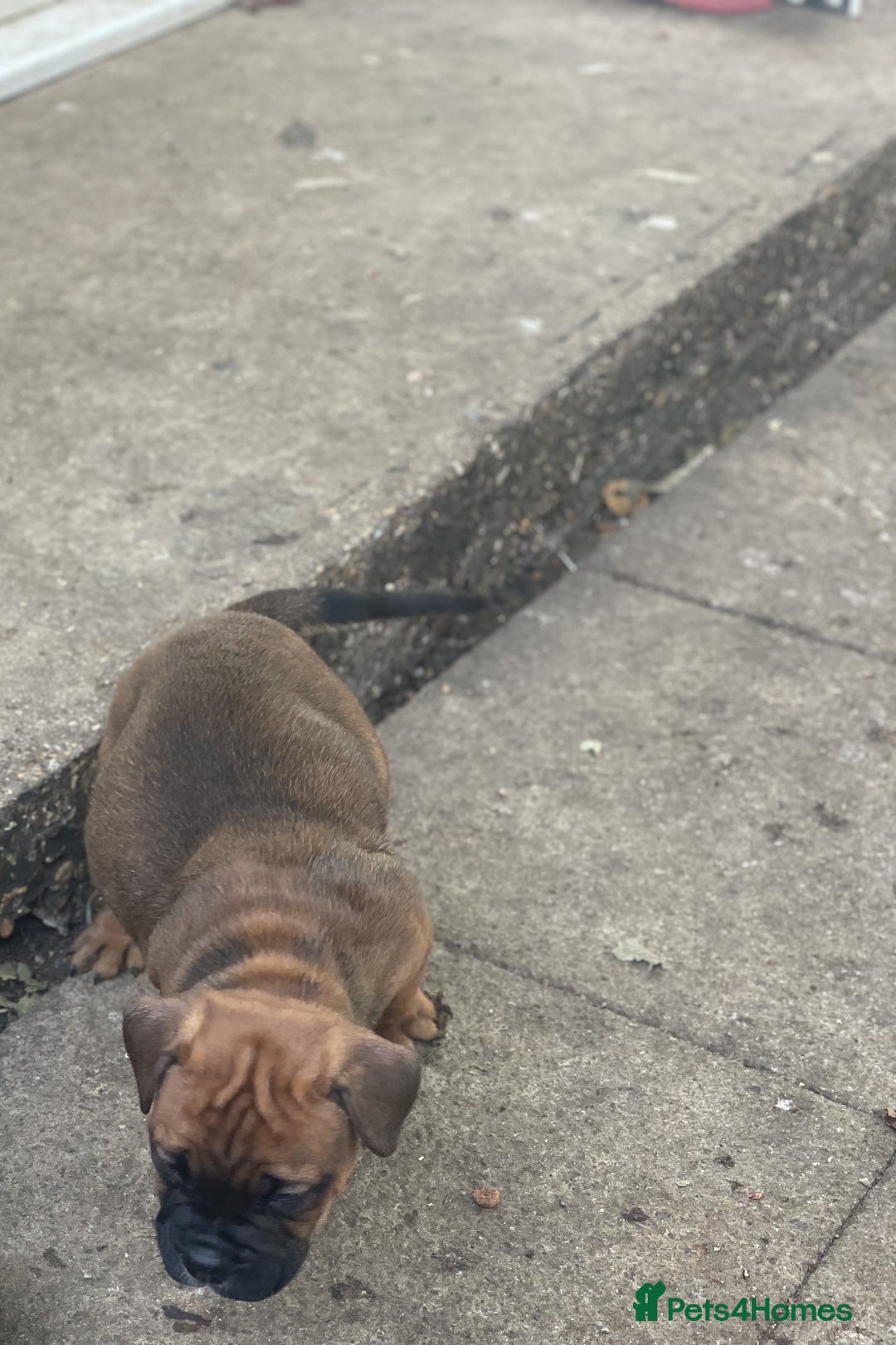 English Bulldog dogs for sale: Old British bull puppies - Image 7