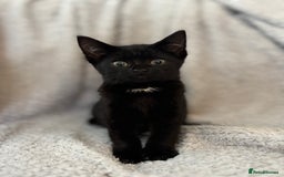 British Shorthair cats for sale: Stunning little kitten for sale  - Image 1
