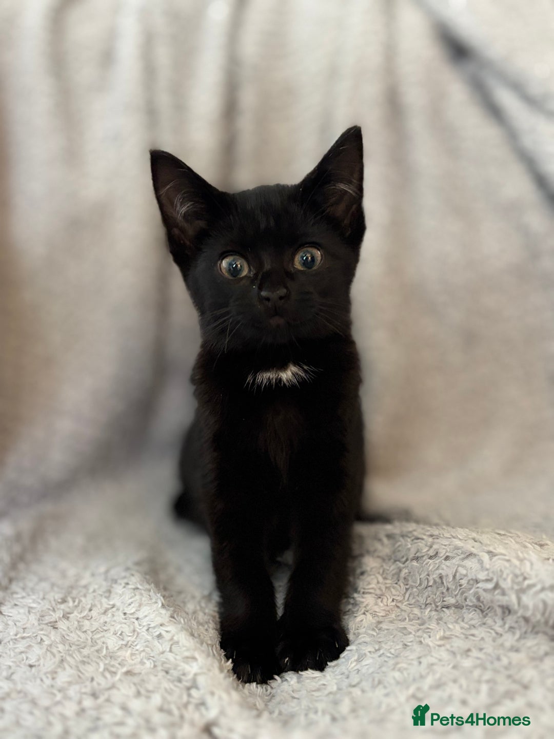 British Shorthair cats for sale: Stunning little kitten for sale  - Image 1