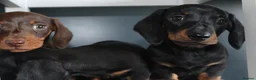 Miniature Dachshund dogs for sale: Beautiful miniature dachshund puppies  - Advert 13