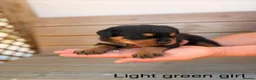 Rottweiler dogs for sale: Outstanding Rottweiler Puppies - Advert 26