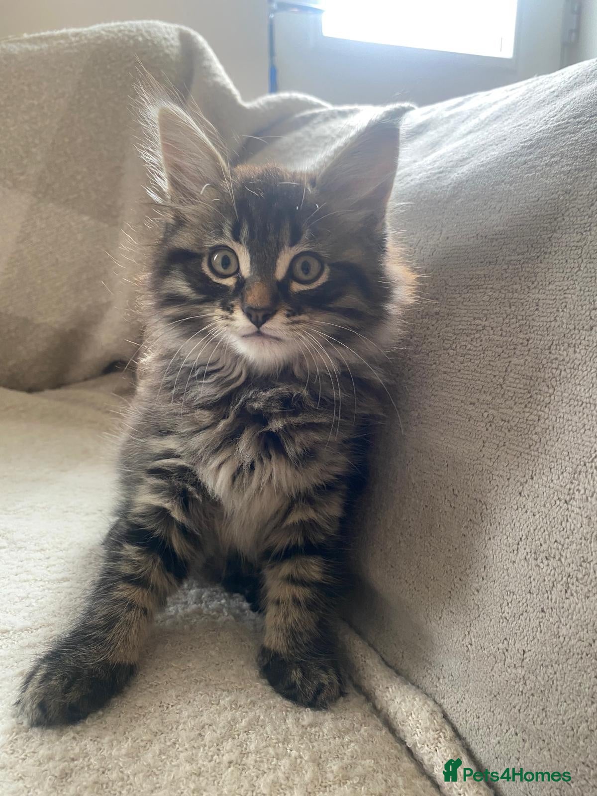 Maine Coon cats Stunning 9 week old Maine Coon - Advert 4