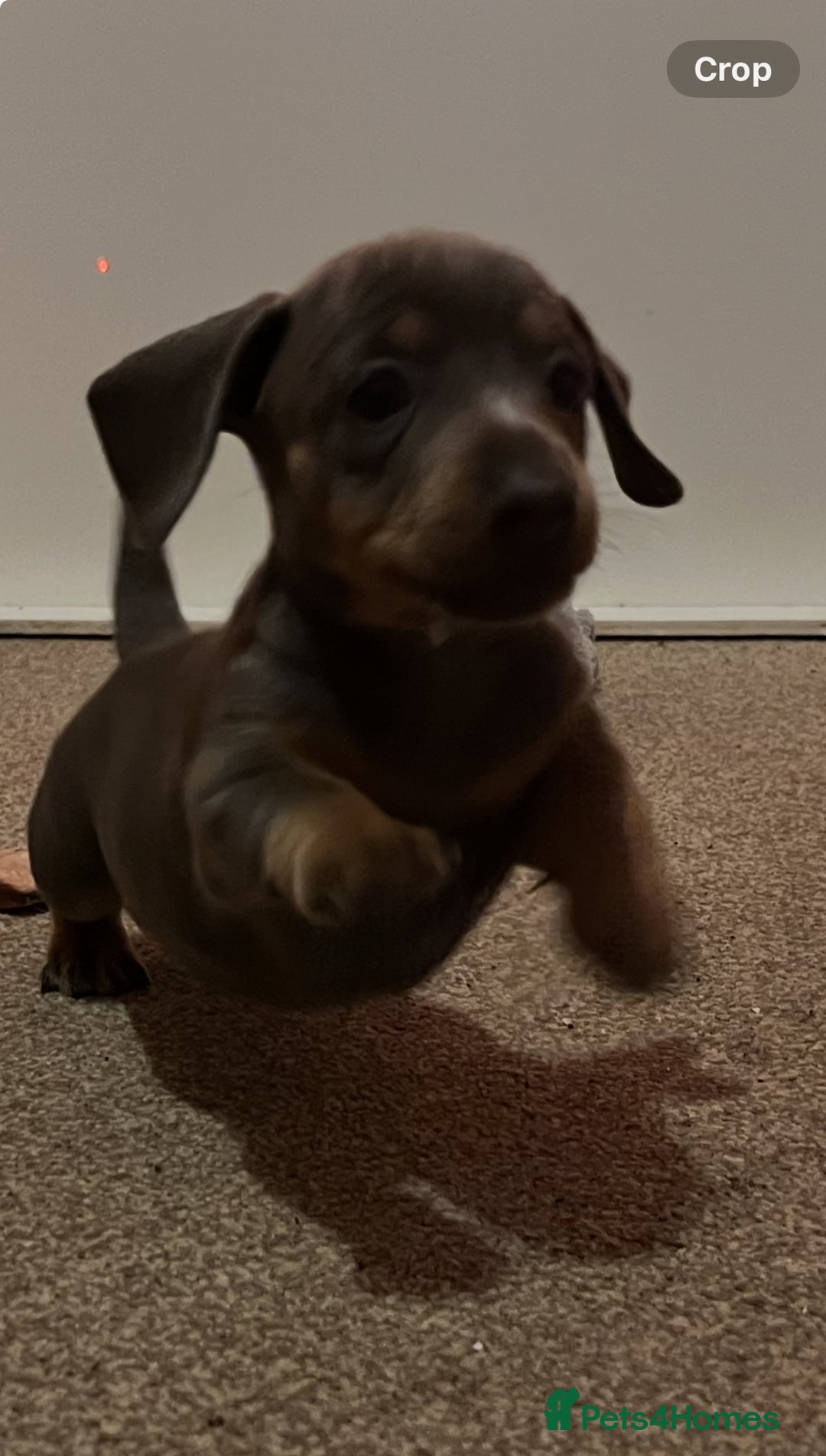 Dachshund dogs for sale: Stunning Dachshunds Viewing from 12 December  - Advert 4