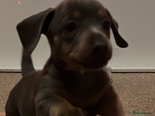 Dachshund dogs Stunning Dachshunds Viewing from 12 December - Advert 4