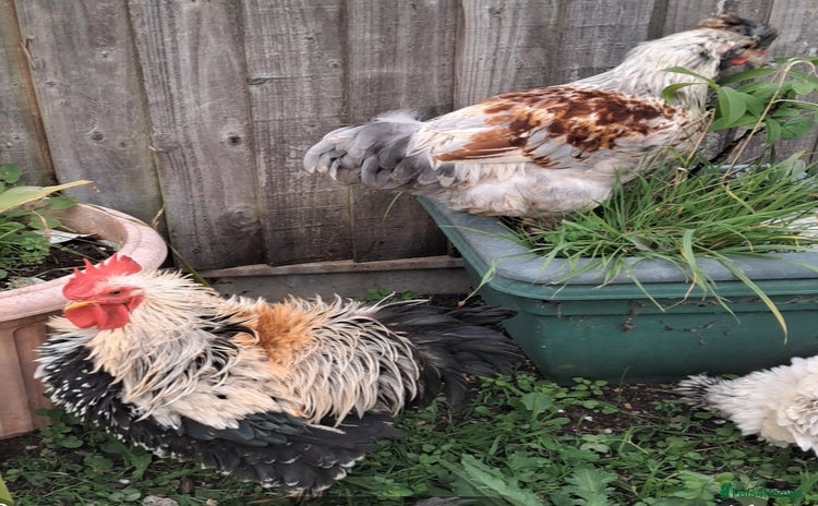 Chickens poultry - Advert 1