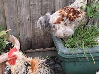 Chickens poultry - Advert 21