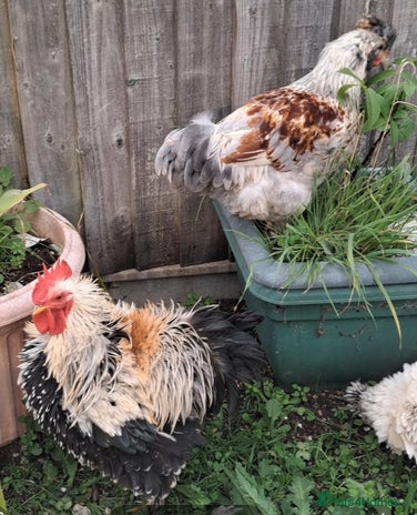 Chickens poultry - Advert 2