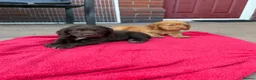 Sprocker dogs for sale: Sprocker spaniel puppies health tested parentage in Lytham Saint Annes - Advert 30