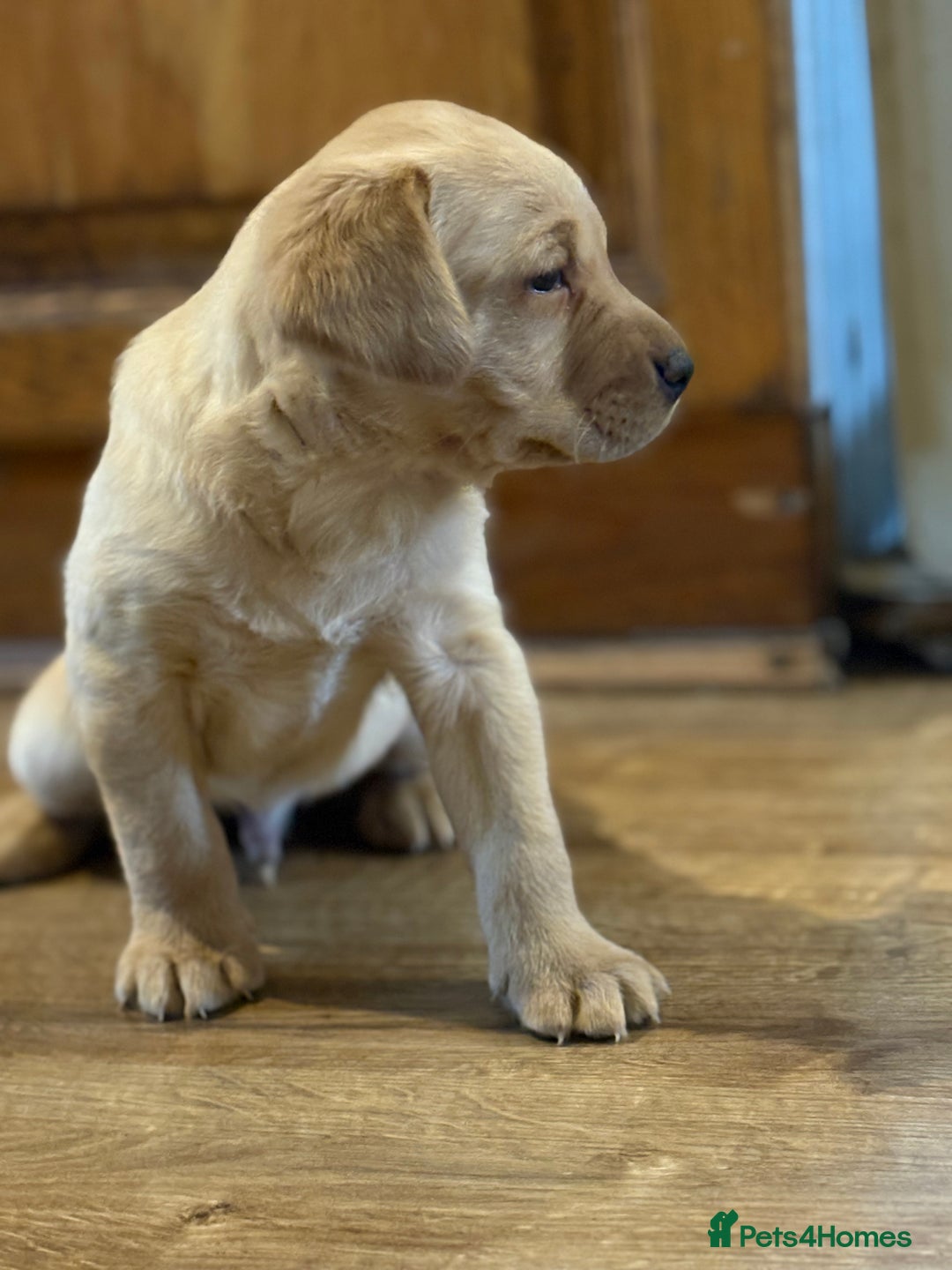 Labrador Retriever dogs for sale: 🐶KC Registered Labradors 🐶 - Advert 15