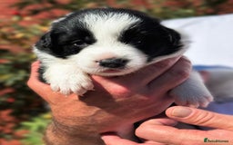 Border Collie dogs for sale: Champion line puppies  - Image 4