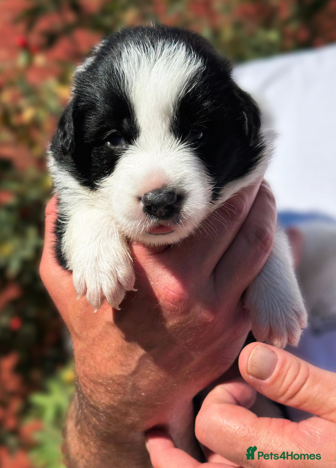 Border Collie dogs for sale: Champion line puppies  - Image 4