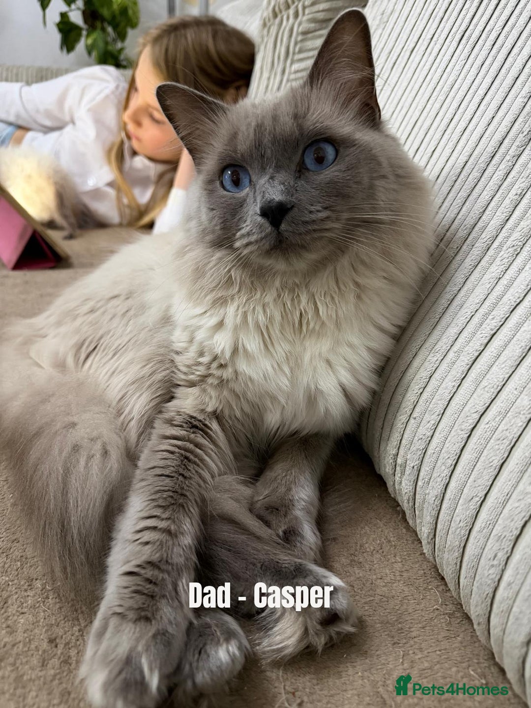 Ragdoll cats for sale: A very special little boy! - Advert 3