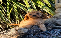 Cavapoo dogs for sale: Ready now Extensively tested f1 cavapoo puppies - Image 5