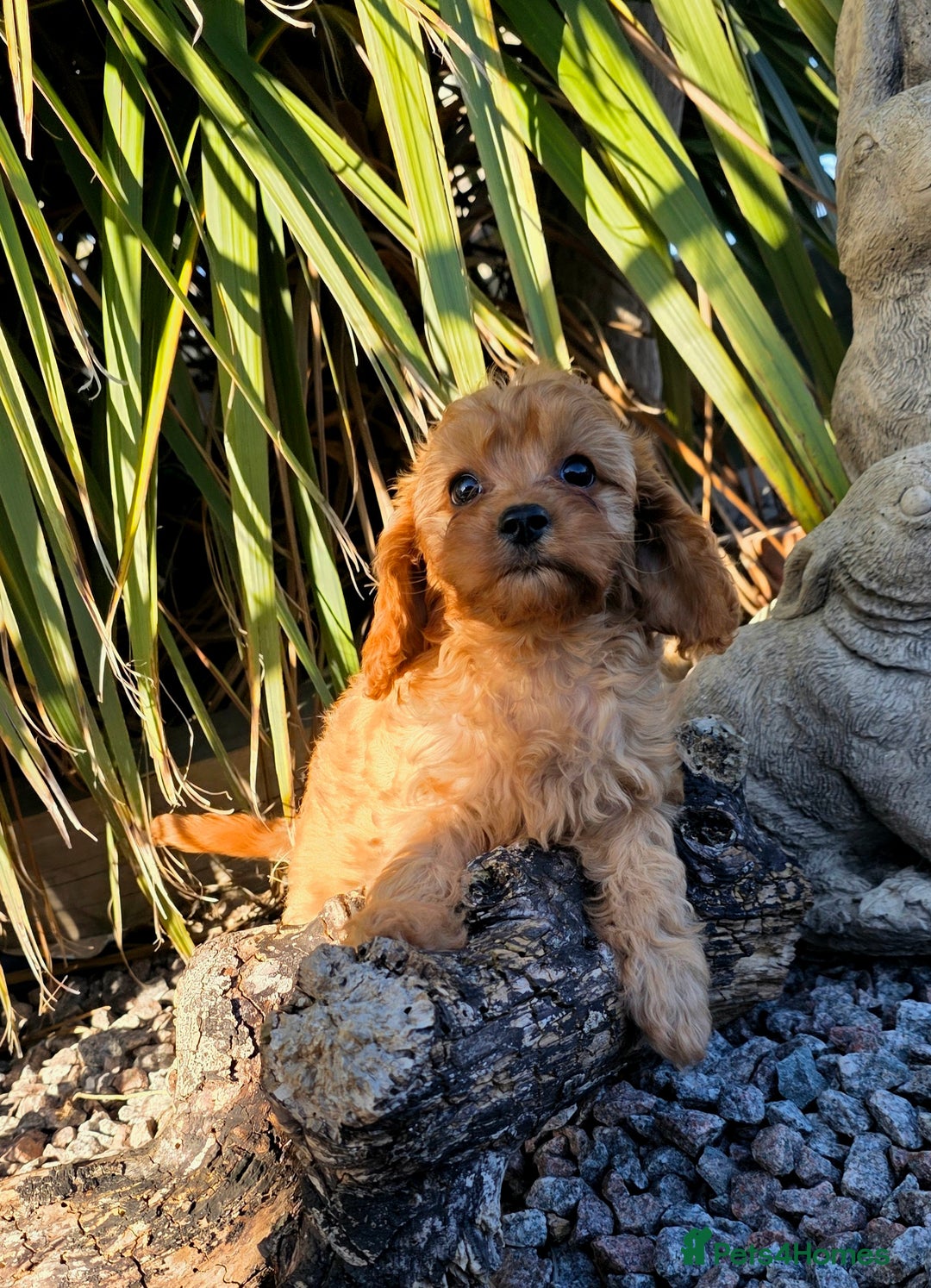 Cavapoo dogs for sale: Ready now Extensively tested f1 cavapoo puppies - Image 5