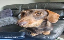 Dachshund dogs for sale: TWO DAUSHUNDS - Image 23