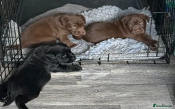 Labrador Retriever dogs for sale: 1 beautiful KC chunky show chocolate boy 4 wks - Image 8
