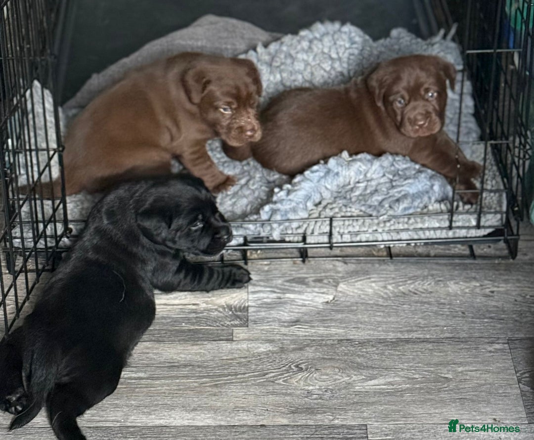 Labrador Retriever dogs for sale: 1 beautiful KC chunky show chocolate boy 4 wks - Image 8