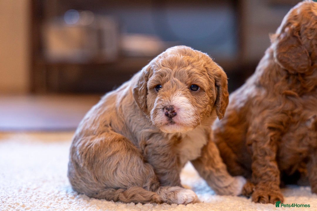 Mixed Breed dogs for sale: Beautiful litter of Australian labradoodles  - Advert 2