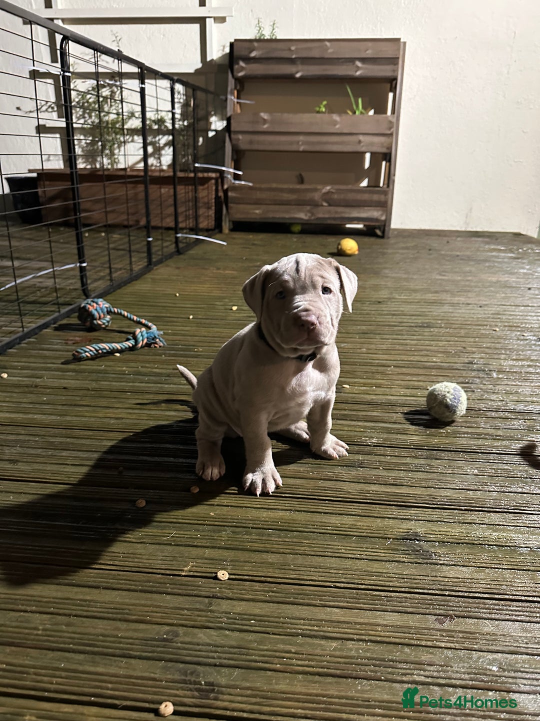 Mastiff dogs for sale: Neapolitan x Cane Corso Mix - Advert 24