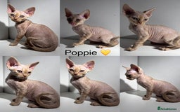 Devon Rex cats for sale: Ready now GCCF outstanding Devon Rex kittens  - Image 7