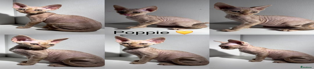 Poppy 