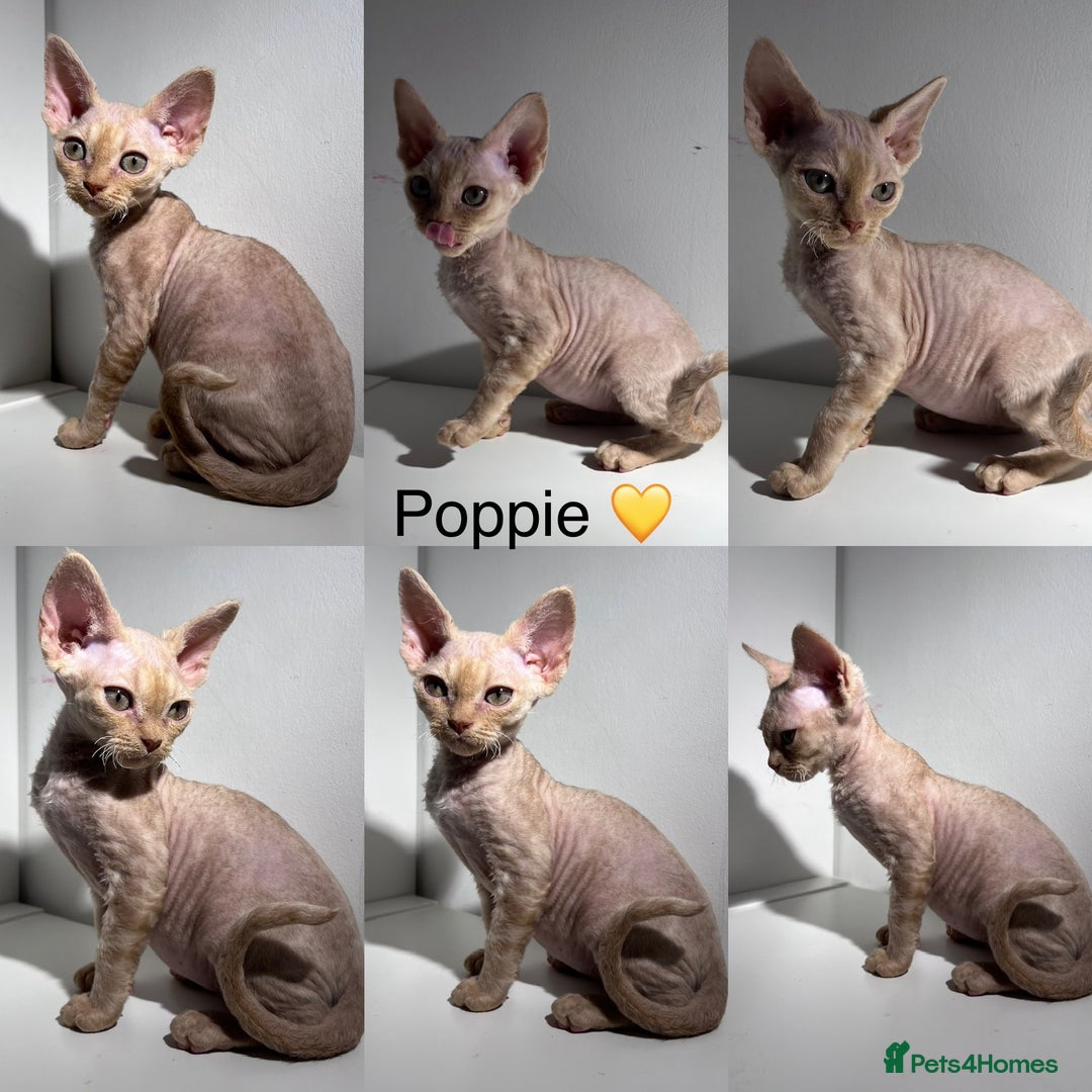 Devon Rex cats for sale: Ready now GCCF outstanding Devon Rex kittens  - Image 7