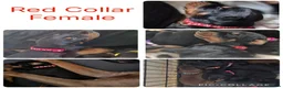 Dobermann dogs for sale: Red Colar - Advert 5