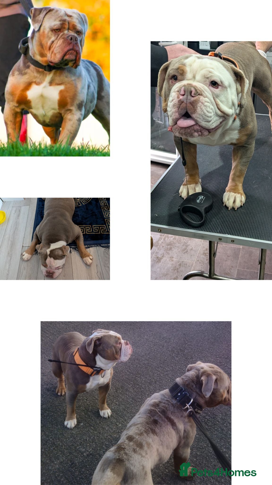 Olde English Bulldogge dogs olde English bulldogge girls - Advert 2