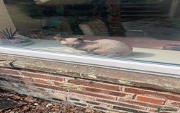 Sphynx cats for sale: 3yr old female Sphynx - Image 6
