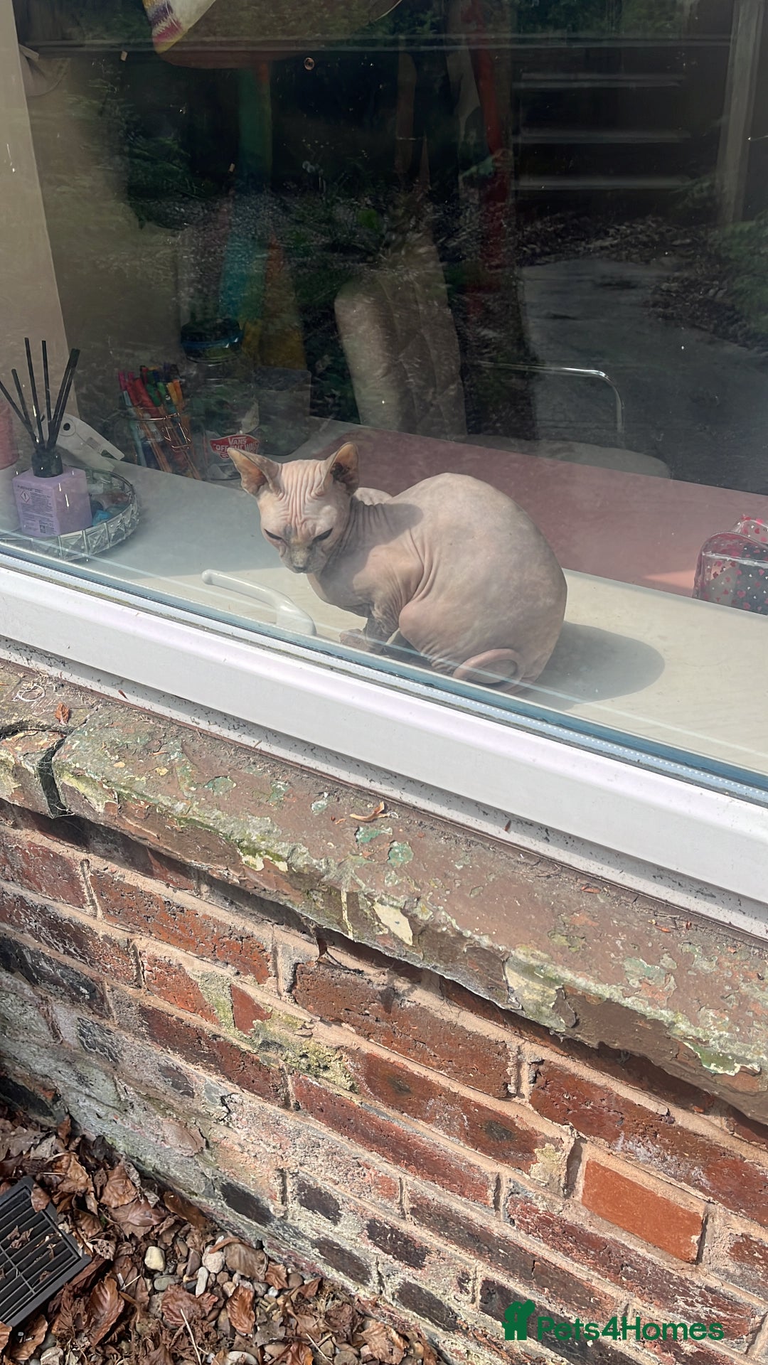 Sphynx cats for sale: 3yr old female Sphynx - Image 6